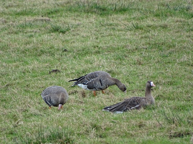 分封神夜 分封神夜